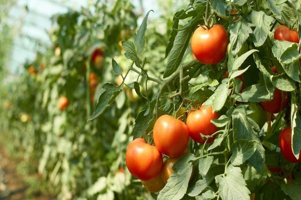 tomato in a greenhouse