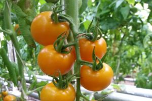 Beschreibung der Tomatensorte Magic Harp und ihrer Eigenschaften