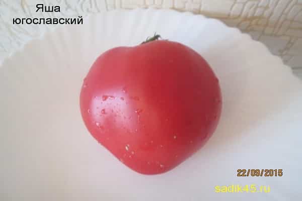 твърда каша