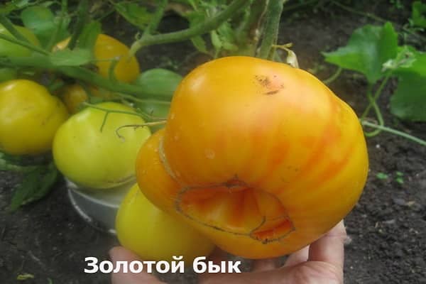 първи яйчник