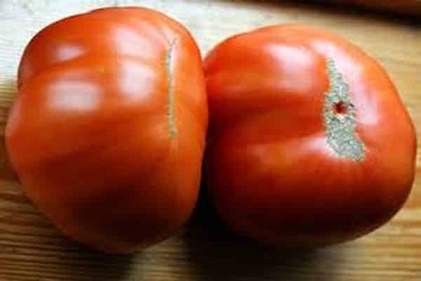 Tomatenernte