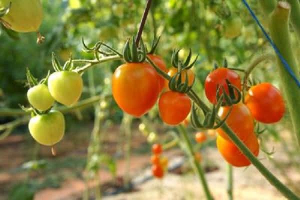 the best varieties