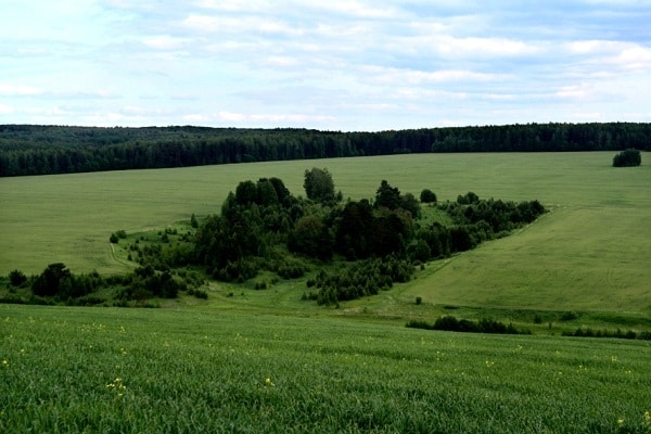 chernozem soils