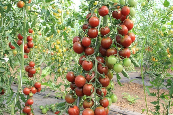 low-yielding hybrids