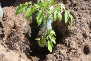 Quando haverá dias de plantio favoráveis ​​para o tomate em março de 2020