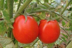 Beschreibung der Tomatensorte Erfolg, Eigenschaften und Empfehlungen für den Anbau
