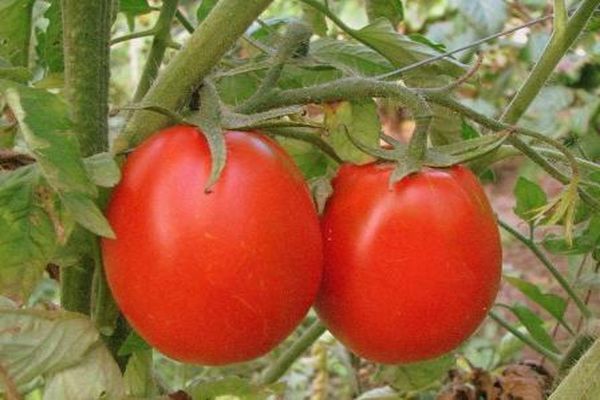 ντομάτα σε ένα κλαδί