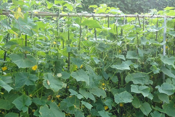 concombres dans le jardin