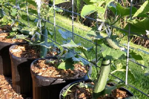 jardin d'origine