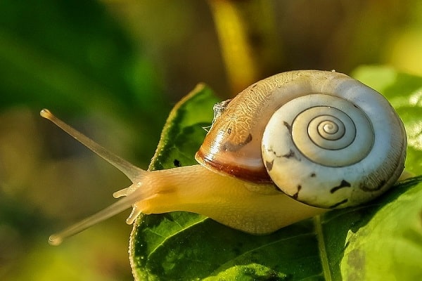 Schnecken und Schnecken