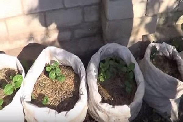 употребљено тло