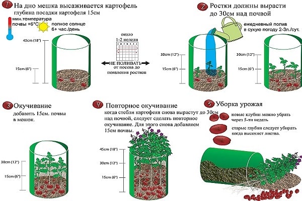 кромпир усправно