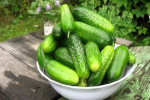 Description of the best pickling varieties of cucumbers for open ground