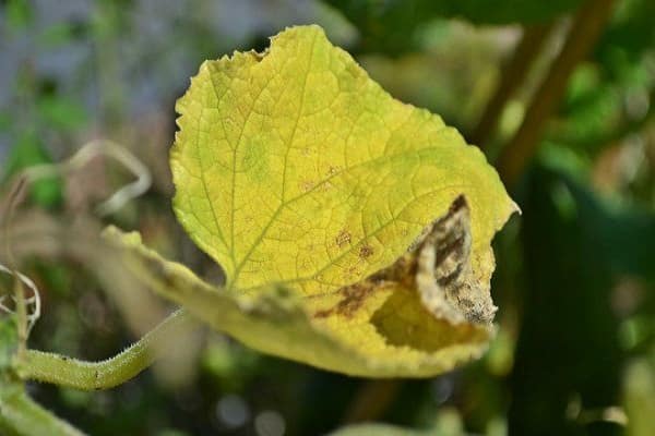 βακτήρια που προκαλούν ασθένειες