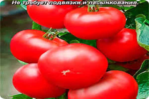 описание на сорта