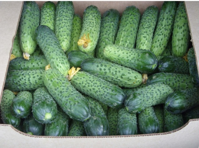 Onega cucumber