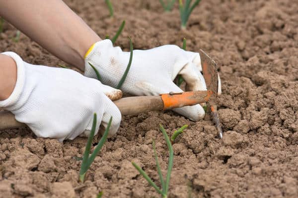 oignons dans le jardin