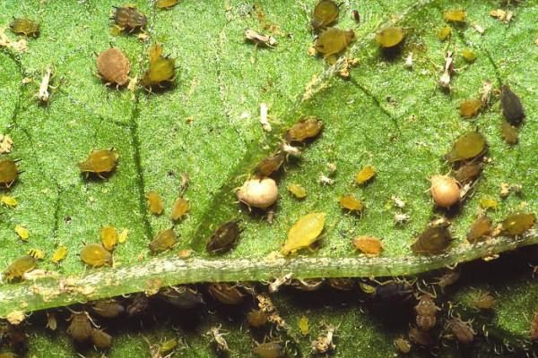 aphids on cucumbers