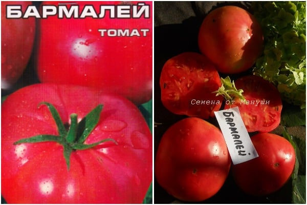 wygląd pomidora Barmaley