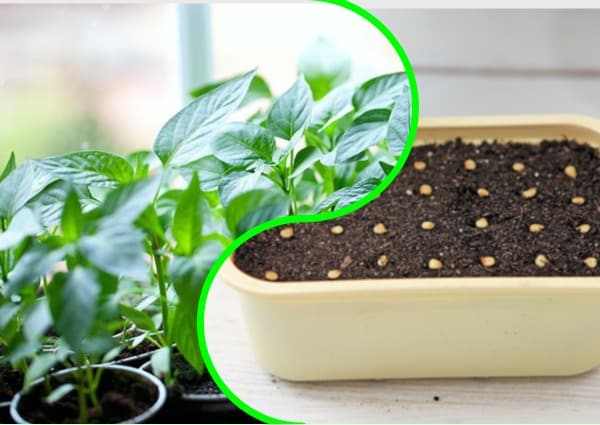 paprika frøplanter i en gryte