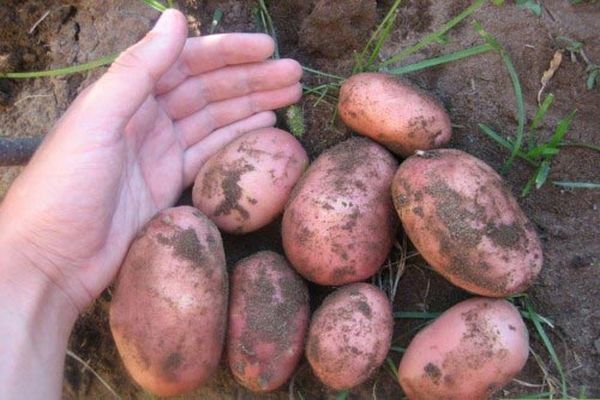 Kartoffelernte