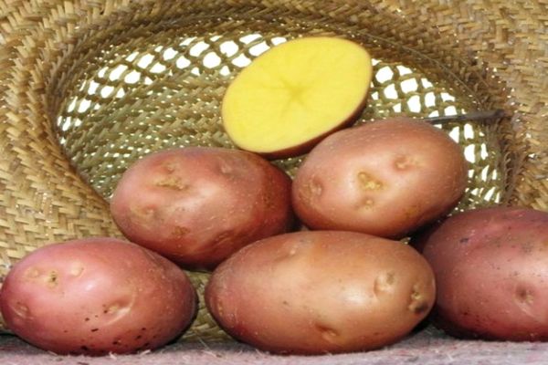 Kartoffeln in einem Korb