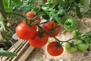 Beschreibung der Tomatensorte Biathlon F1, ihrer Eigenschaften und ihres Anbaus
