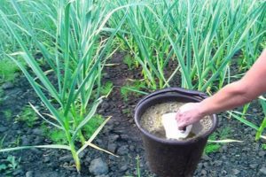 Was und wie man Knoblauch im Juli füttert, um groß zu werden?