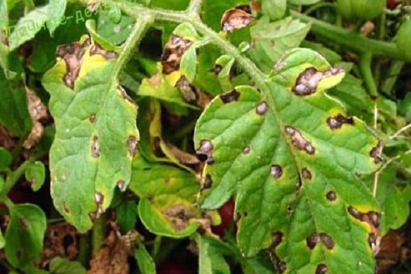 Alternaria og Rhizoctonia