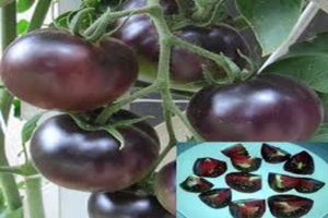 Descrição da variedade de tomate Pérola Negra, características de cultivo e cuidado