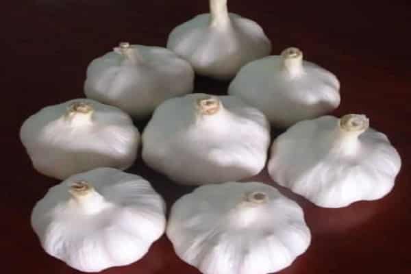 sarımsak çeşidi