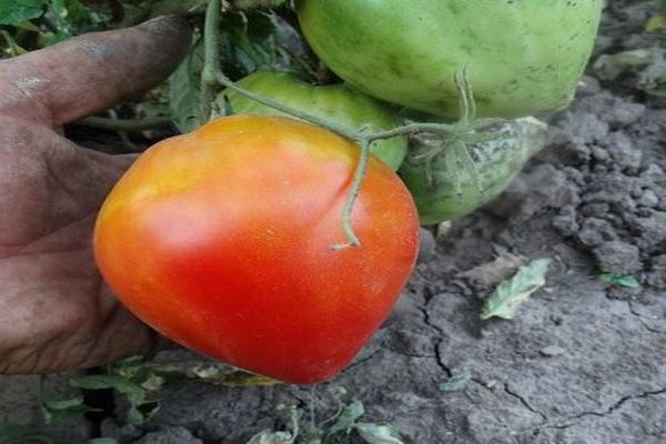 tomatvattenren