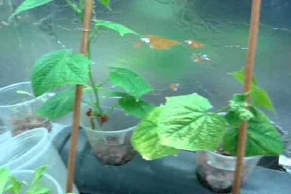 ornamental plants