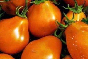 Опис сорте рајчице Наранџаста крушка, њене карактеристике и продуктивност