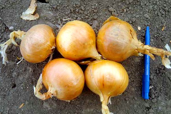 oignons dans le jardin