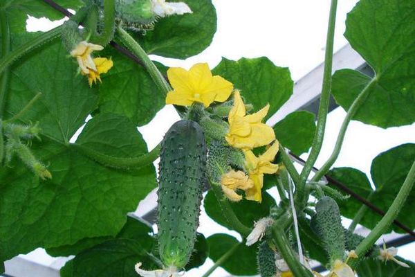 cucumber ovary