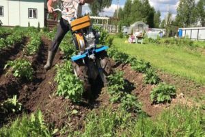¿Cómo desyerbar las patatas de forma rápida y correcta con una podadora, un tractor de empuje y otros dispositivos?