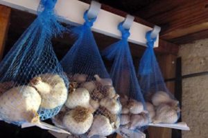 How to properly store garlic at home after digging up?