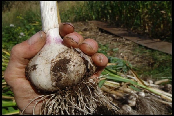 Bereitschaft von Knoblauch