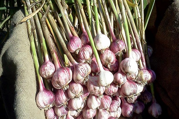 geernteter Knoblauch