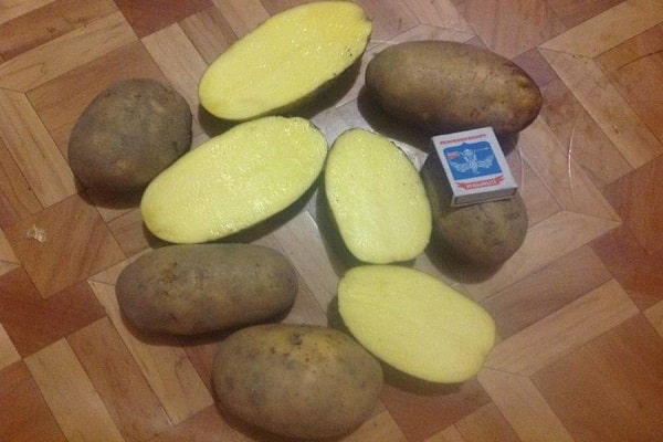 נמטודת זהב