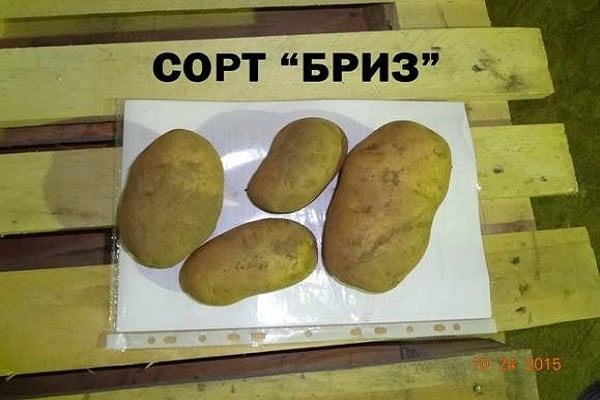 פקעות סגלגלות