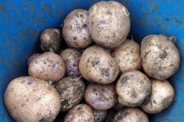 Sineglazka Kartoffeln