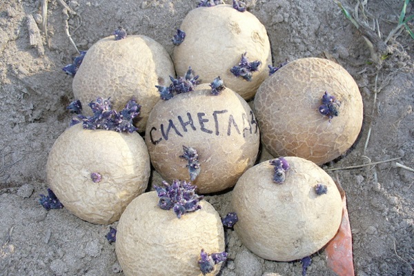 Hybrid getestet