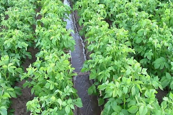 tubercules de pomme de terre