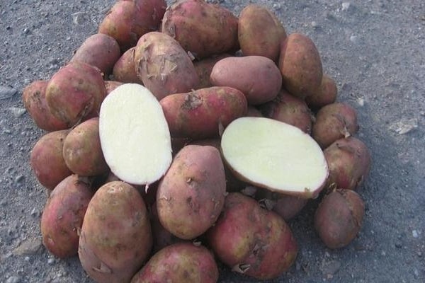potato lovers
