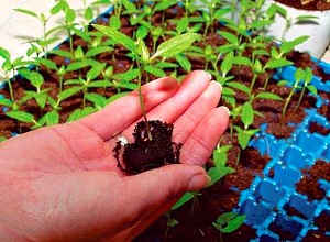 paprika frøplanter i hånden