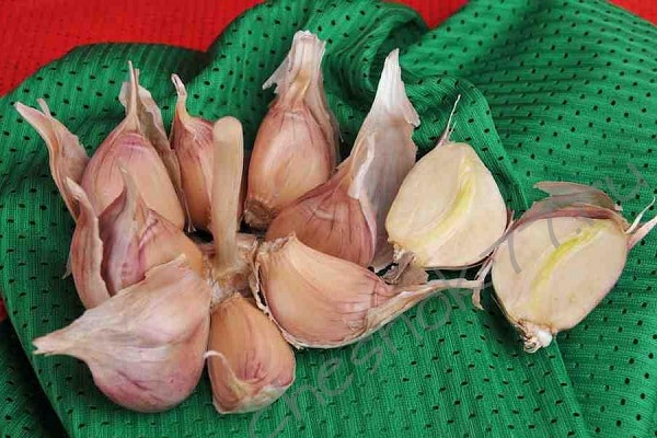 giống giữa mùa