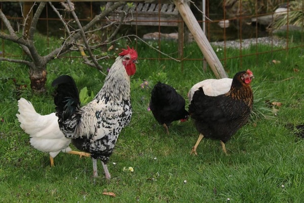 Fasane und Rebhühner