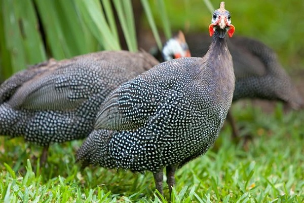 Vogelwandern